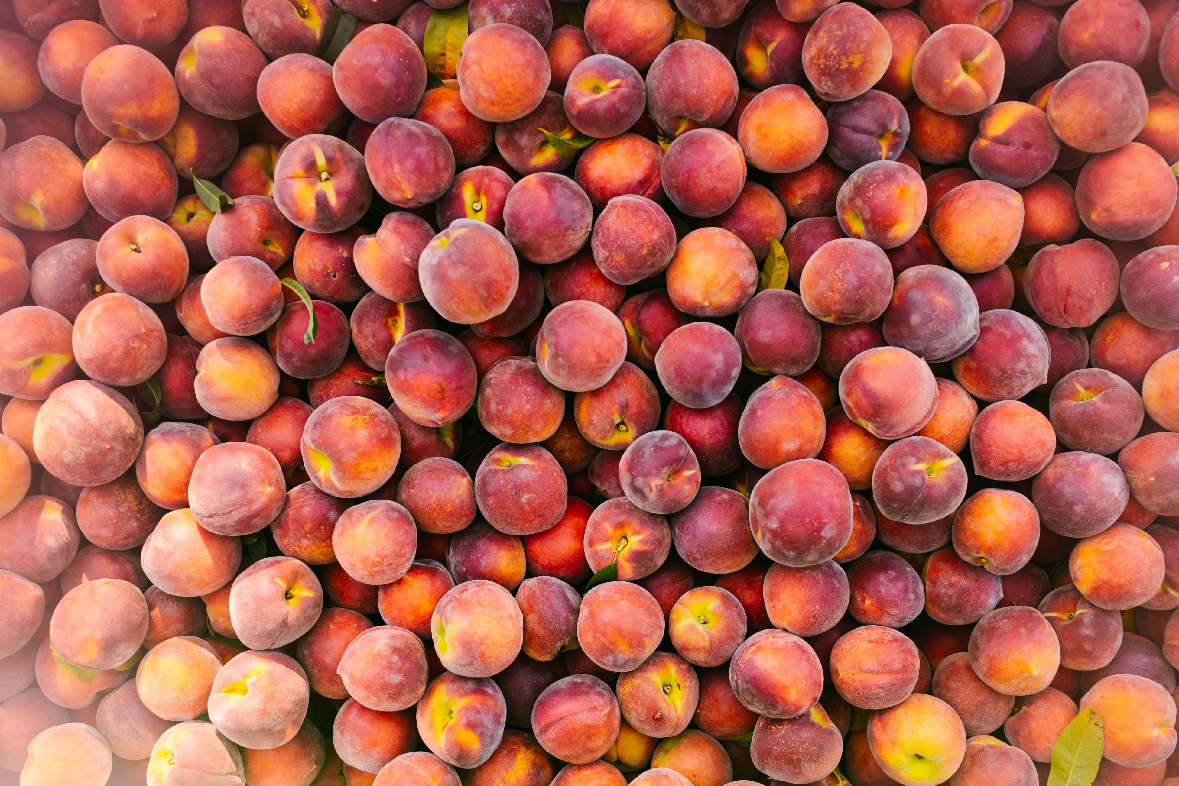 Sweet Georgia Peaches - 13 Count - Prices Include Shipping - Image 4
